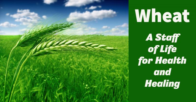 Wheat: The Staff of Life: Properly prepared wheat is a healthy food and a healing medicine